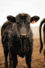 Black Angus Cow on a Farm in Rural Kansas getting ready to eat mineral