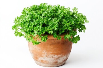 A small potted plant with lush green leaves on a clean white background