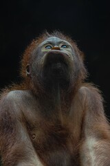 potrait close-up cute baby orangutan. Orangutans are highly intelligent primates native to the rainforests of Borneo and Sumatra © Adi