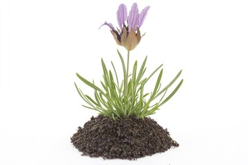 Fototapeta premium A single purple flower grows out of a pile of dirt, symbolizing new life and resilience