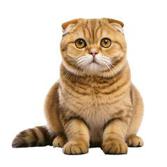 Fototapeta premium Scottish fold cat with orange color