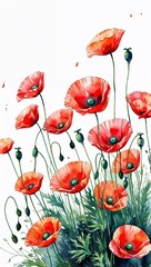Obraz premium Poppies Swaying in the Breeze watercolor in Bright Red Floral on plain white background