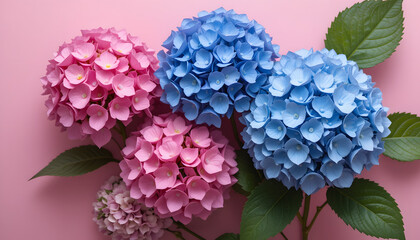 Pink and blue hydrangea blooms