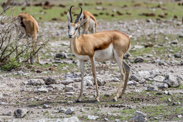 male Impala on sweet grassveld on lime countryside near Namutoni, Etosha,  Namibia
