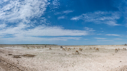 landscape with Impala herd on north eastern sandveld countryside near Klein Okevi, Etosha,  Namibia