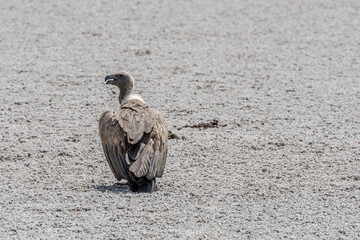 White-backed volture posed on pan, near Koinachas waterhole, Etosha,  Namibia