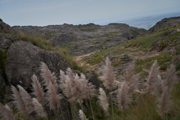 foxtail reed on the hill
