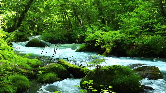 青森県　奥入瀬渓流　8月	風景
