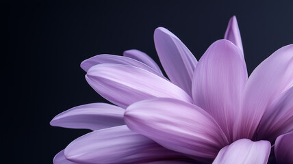 Fototapeta premium Macro view of intense purple and violet flower petals. close up, abstract nature, items isolated on dark background, Leaf details. Future, exotic, trendy concept