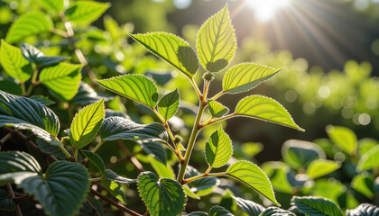 Obraz premium Sunlit raspberry leaves glistening in spring garden, renewal and growth