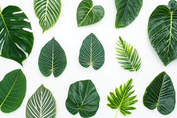 Obraz premium Selective focus green leaf for decoration isolated on white background.