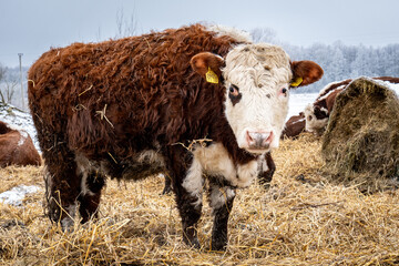 Curly-Coated Hereford Cow Feeding on Straw in Snowy Countryside