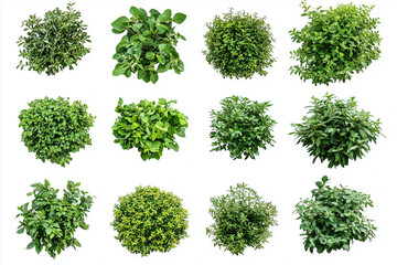 Top view various of edible leaf with basil, cilantro, rosemary and thyme isolated on white background, Selective focus fresh harvest herb on white background, Set of edible leaf for cooking ingredient