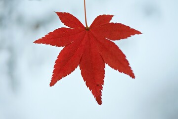 빨강단풍잎하나