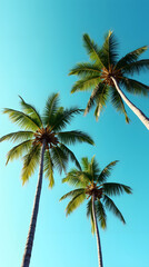 Towering Tropical Palms
