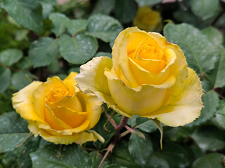 blooming yellow roses in the garden 