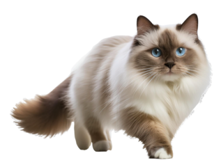 sphynx cat with thin fur sitting