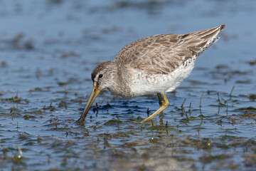 Short billed Dowitcher feeding in a coastal lagoon, Florida, USA