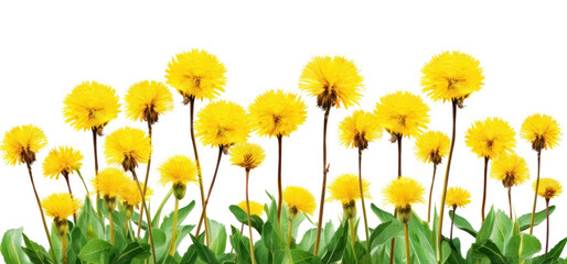 Vibrant yellow dandelion flowers PNG