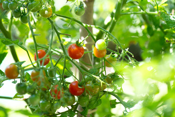 closeup on red cherry tomatoes   ripening in a vegetable garden in summer light