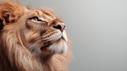 Fototapeta premium A majestic lion is captured in profile, with its mane beautifully illuminated against a soft background, emphasizing its regal demeanor and grace.