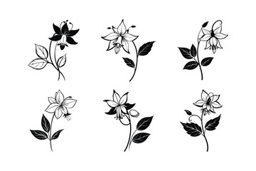 Columbine (Aquilegia spp.) line and fill art illustration