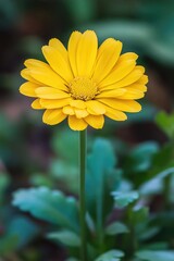 Obraz premium A single yellow flower sitting on top of green leaves, simple and natural