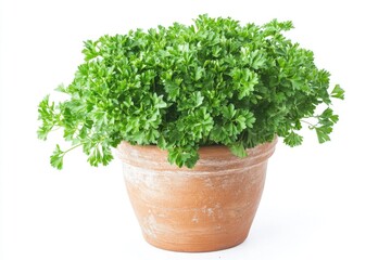 Fototapeta premium A small potted parsley plant on a clean white background