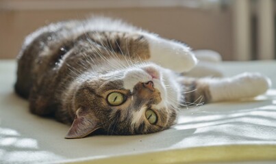 A cute funny cat is lying on the bed and looks at the camera. Portrait of a cute domestic cat. 