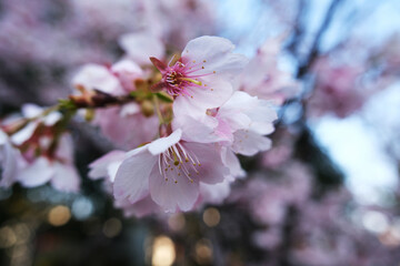 pink sakura flower (cherry blossom) close up © Robert