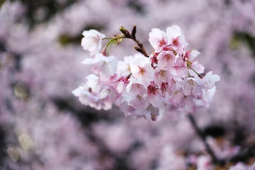  pink cherry blossom sakura flower on branch close up © Robert