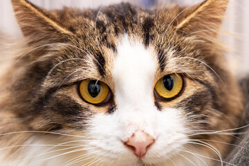 A detailed close up of a cat s beautiful face featuring yellow eyes