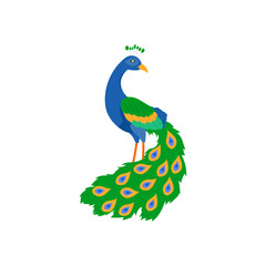 Obraz premium Peacock, Indian Symbol Vector Illustration