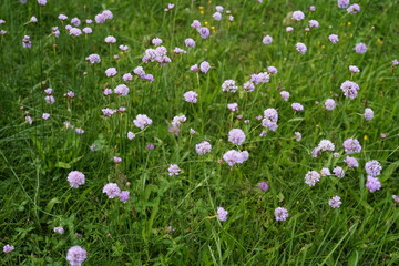 minimalist image of a group of carniation flowers (armeria maritima). Carniations flowers are and good for insects..drought tolerant"