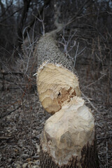 Tree felled by a beaver with bite gnawing marks and exposed. Wood chips on the forest floor with scattered brown leaves around toppled fallen tree.