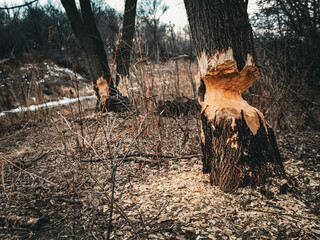 trees gnawed and felled by a beaver with wood chips on the ground. Wood chips on the forest floor nature fall winter landscape forestry background © mailcaroline