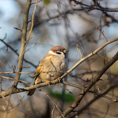 sparrow on a tree branch in autumn