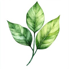 Fototapeta premium Green leaves illustration on a white isolated background showcasing natural beauty.