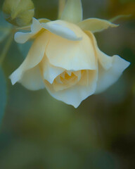White rose flowers  Białe róże © Paweł Jarecki