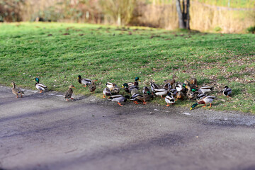 Flock of ducks resting on a sunny park lawn