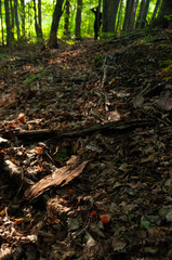 Small Red and Orange Waxy Cap Mushrooms (Scarlet Waxcap) growing in the forest