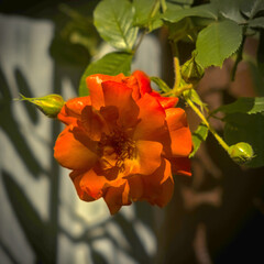 orange rose flower in the summer garden pomarańczowa róża herbaciana w letnim ogrodzie © Paweł Jarecki
