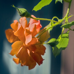 orange rose flower in the summer garden pomarańczowa róża herbaciana w letnim ogrodzie © Paweł Jarecki