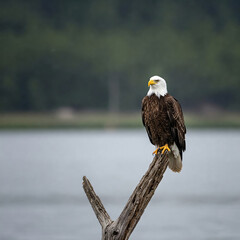 bald eagle on a branch