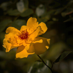 yellow rose flower in the summer garden żółta róża w letnim ogrodzie © Paweł Jarecki