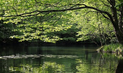 Fototapeta premium Lush green trees overhang tranquil pond with lily pads, serene forest background, ideal nature image