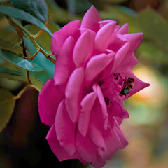 pink rose flower in the summer garden różowa róża w letnim ogrodzie © Paweł Jarecki