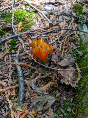 Close-up above Witch's Hat Mushroom (Hygrocybe Conica) growing on the forest floor