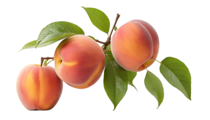Peach fruit apple plant png
