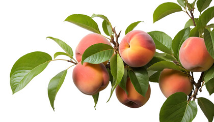 Peach fruit apple plant png
